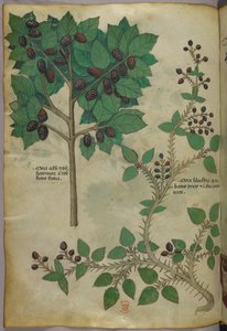 Botanická ilustrace, asi 1440 (tuš a barva na pergamenu) od Italian School