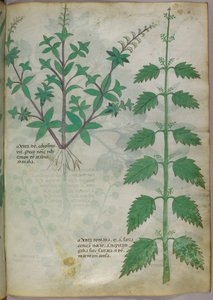 Botanická ilustrace, asi 1440 (tuš a barva na pergamenu) od Italian School