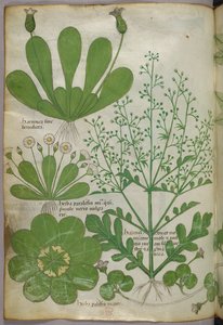 Botanická ilustrace, asi 1440 (tuš a barva na pergamenu) od Italian School
