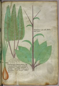 Botanická ilustrace, asi 1440 (tuš a barva na pergamenu) od Italian School
