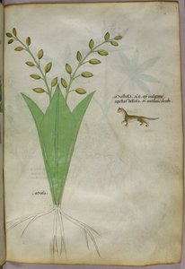 Botanická ilustrace, asi 1440 (tuš a barva na pergamenu) od Italian School