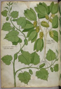 Botanická ilustrace, asi 1440 (tuš a barva na pergamenu) od Italian School