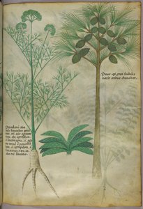 Botanická ilustrace, asi 1440 (tuš a barva na pergamenu) od Italian School