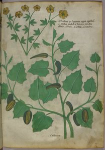 Botanická ilustrace, asi 1440 (tuš a barva na pergamenu) od Italian School