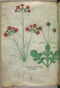 Botanická ilustrace, asi 1440 (tuš a barva na pergamenu) od Italian School