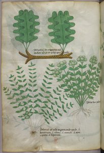 Botanická ilustrace, asi 1440 (tuš a barva na pergamenu) od Italian School