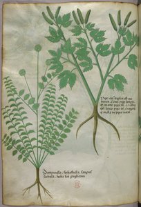 Botanická ilustrace, asi 1440 (tuš a barva na pergamenu) od Italian School