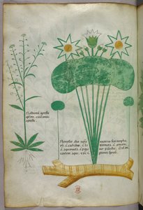 Botanická ilustrace, asi 1440 (tuš a barva na pergamenu) od Italian School