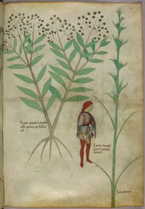 Botanická ilustrace rostliny a muže močícího do květináče, cca 1440 (inkoust a barva na papíře) od Italian School