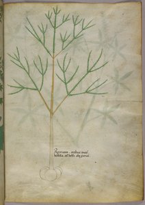 Botanická ilustrace rostliny, asi 1440 (tuš a barva na pergamenu) od Italian School