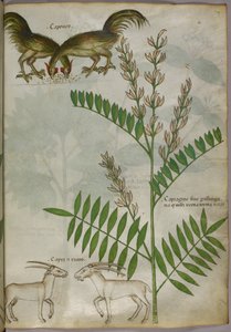 Botanická ilustrace rostliny, dvou koz a dvou ptáků, asi 1440 (tuš a barva na pergamenu) od Italian School