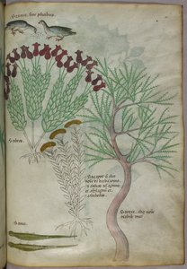 Botanická ilustrace rostliny s ptáky a hmyzem, asi 1440 (tuš a barva na pergamenu) od Italian School