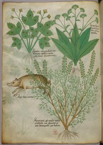 Botanická ilustrace rostlin a kance, asi 1440 (tuš a barva na pergamenu) od Italian School