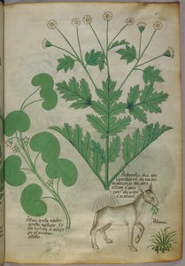 Botanická ilustrace rostlin a osla, asi 1440 (tuš a barva na pergamenu) od Italian School