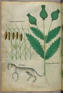 Botanická ilustrace rostlin a pantera, asi 1440 (tuš a barva na pergamenu) od Italian School