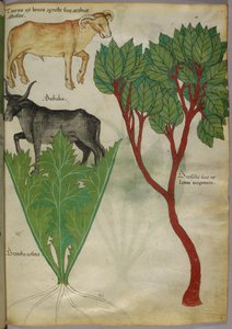 Botanická ilustrace rostlin a býků, asi 1440 (tuš a barva na pergamenu) od Italian School
