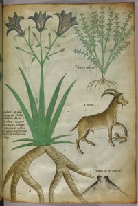 Botanická ilustrace rostlin, ptáků a koz, asi 1440 (tuš a barva na pergamenu) od Italian School