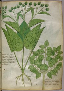 Botanická ilustrace rostlin, asi 1440 (tuš a barva na pergamenu) od Italian School