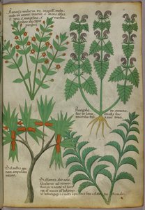 Botanická ilustrace rostlin, asi 1440 (tuš a barva na pergamenu) od Italian School