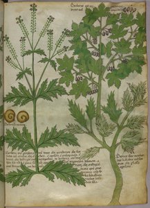 Botanická ilustrace rostlin, asi 1440 (tuš a barva na pergamenu) od Italian School