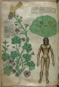 Botanická ilustrace rostlin, včetně rostliny mandragory s nahým mužským tělem jako kořenem, asi 1440 (tuš a barva na pergamenu) od Italian School
