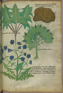 Botanická ilustrace rostlin včetně houby, asi 1440 (tuš a barva na pergamenu) od Italian School