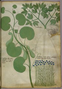 Botanická ilustrace rostlin včetně květů, asi 1440 (tuš a barva na pergamenu) od Italian School
