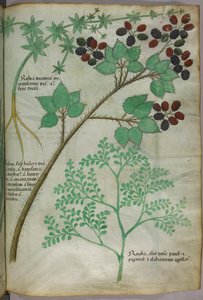 Botanické ilustrace madder [rubea]; blackberry [rubus]; rue [ruta], asi 1440 (tuš a barva na pergamenu) od Italian School