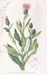 Cardus cichoraceus a Gnaphalium penduculare, 1811-1838 od Italian School