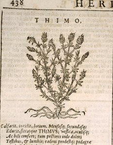 Tymián obecný (Thymus vulgaris), rytina od Castore Durante od Italian School