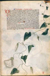 Convolvulus Plant, ilustrace z 