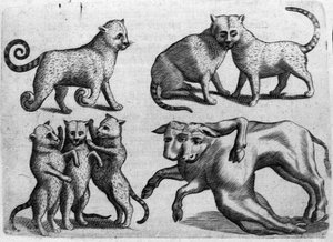 Různé typy monster: kočky a krávy s více těly. Rytina z "Povaha příšer, jejich příčiny a rozdíly" od Fortunia Ačkoliiho (1577-1656), italského vědce. 1646 od Italian School