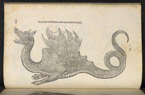 Etiopský drak „Had a dračí historická kniha druhá“, Bologna, Ulisse Aldrovandi od Italian School