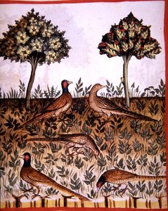 Fol.68v Bažanti, ilustrace z 