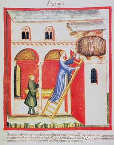 Fol.85v Ocet, ilustrace z Tacuinum Santiatis Codex Vindobonensis od Italian School