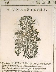 Petržel zahradní (Petroselinum crispum), rytina Castore Durante od Italian School