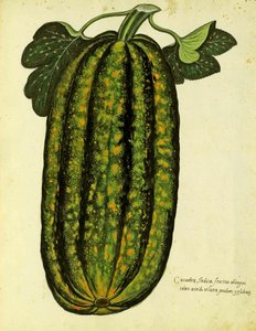 Zelená podlouhlá dýně od Ulisse Aldrovandi (1522 – 1605) deska vydaná v Piante Fiori Frutti (ručně kolorovaná rytina). od Italian School