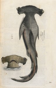 Žralok kladivoun, ilustrace z „Aquatilium Animalium Historiæ liber primus“, od Ippolita Salvianiho od Italian School