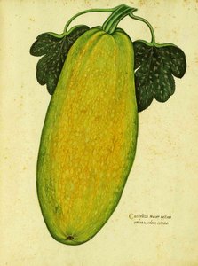 Heirloom Squash od Ulisse Aldrovandi od Italian School