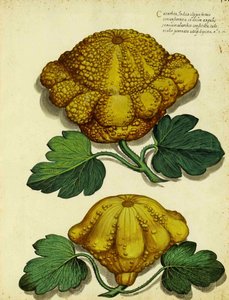 Heirloom Squash od Ulisse Aldrovandi od Italian School