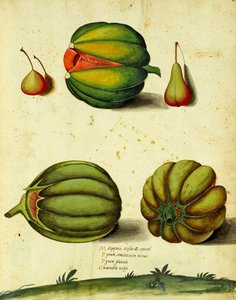Heirloom Squash od Ulisse Aldrovandi od Italian School