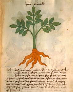 Herba Cancealis od Italian School