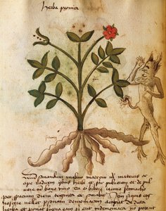Herba Peonica od Italian School