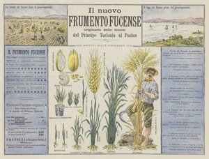 Nová pšenice Fucense (barva litho) od Italian School