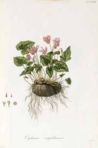 Brambořík břečťanový - Cyclamen neapolitanum, 1811-1838 od Italian School