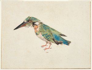 Kingfisher, c.1650-99 (černá křída, akvarel, tělová barva na položeném papíře, položený, s hnědým inkoustovým orámováním na třech okrajích) od Italian School