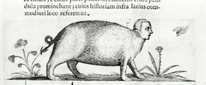 La manticore - ve druhé knize "O povaze příčin monster" od Fortunia Ačkoli od Italian School