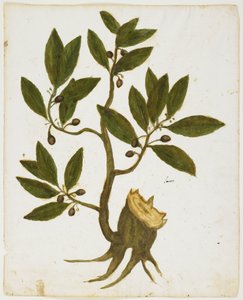 Vavřínový strom (Laurus nobilis) (wc a tempera na papíře) od Italian School