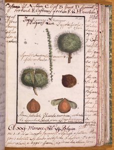 Ms 115 Chestnut, od Dizionario di Botanica (pero, inkoust a wc na papíře) od Italian School