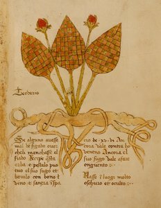 Ms 1591 Fol.19r Herba Teoderis (vellum) od Italian School